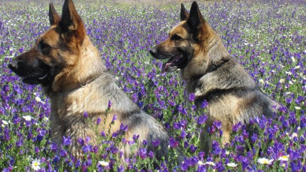 Немецкая овчарка Альпи