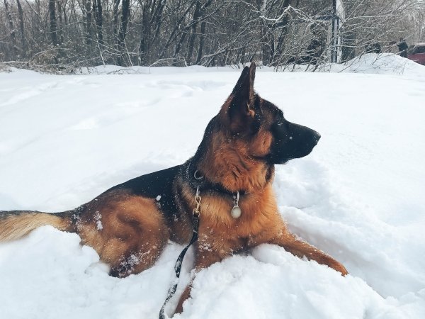 Немецкая овчарка Весна