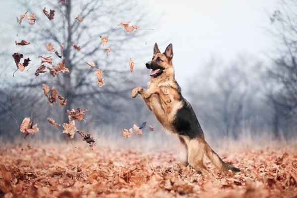Овчарка в осеннем лесу