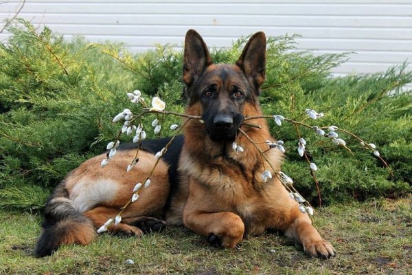 Собака овчарка немецкая добрая