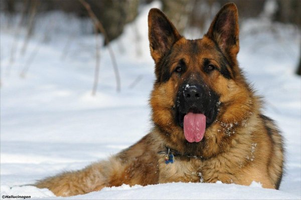 Немецкая овчарка зима