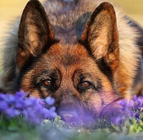 Немецкая овчарка с гетерохромией