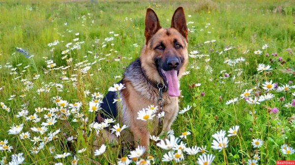 Немецкая овчарка летом