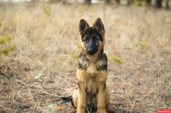 Щенок немецкой овчарки 4 месяца