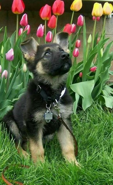 Овчарка в цветах