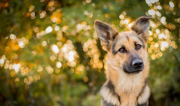 Восточно-европейская овчарка