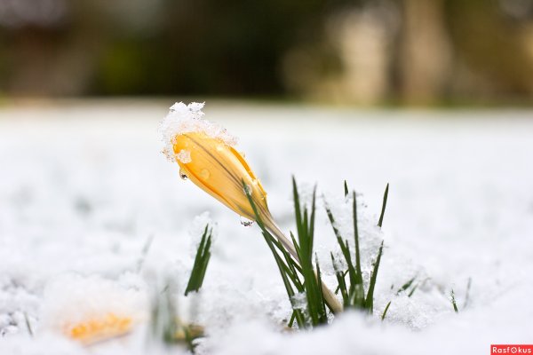 Пролески Весна Великобритания