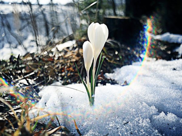 Желтые цветы в снегу