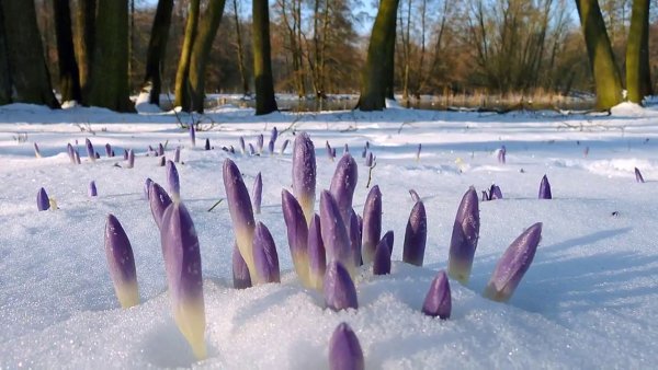 Ранняя Весна птицы