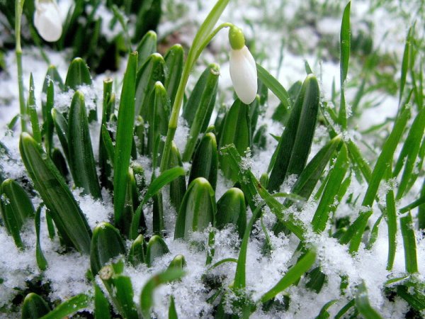 Красивые пейзажи ранней весны