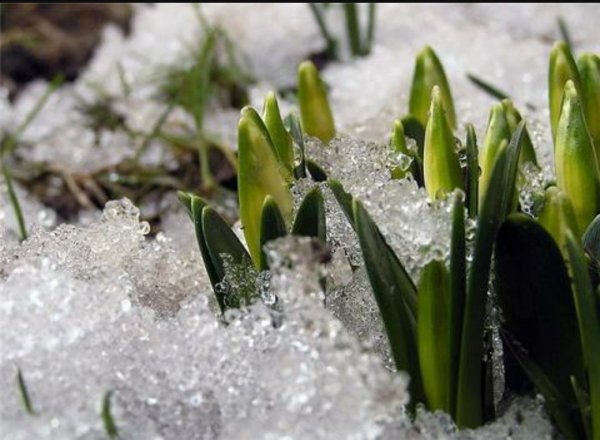 Подснежники в снегу