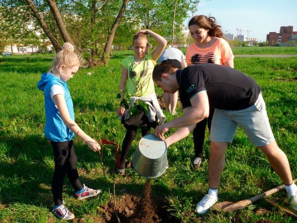 Весенняя посадка деревьев