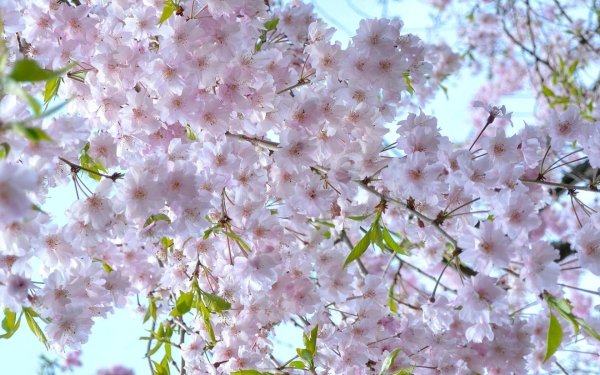 Черри блоссом май