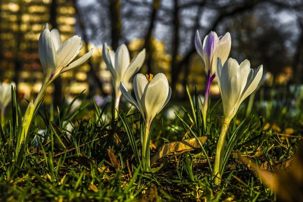 Весенний Расцвет