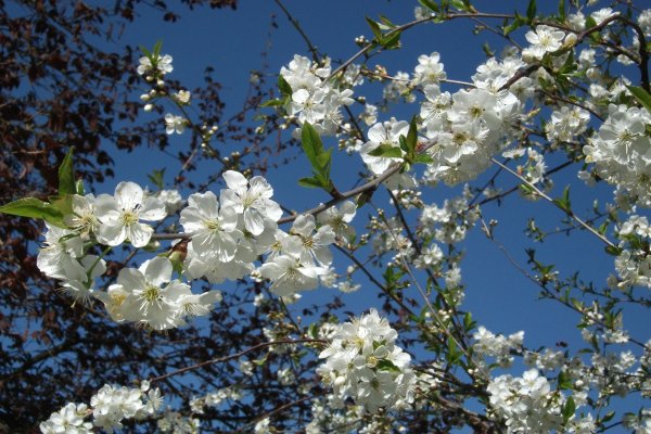 Черёмуха, яблоня,вишня в цвету