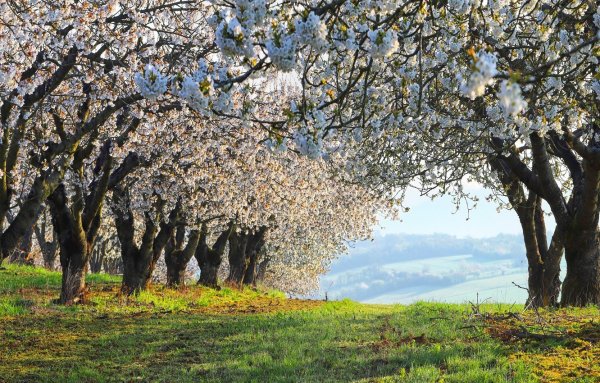Весна весеннего настроения