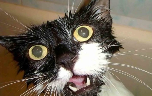 Котик вышел погулять