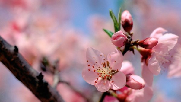 Цветение деревьев