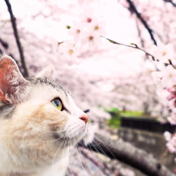 Весенние цитаты