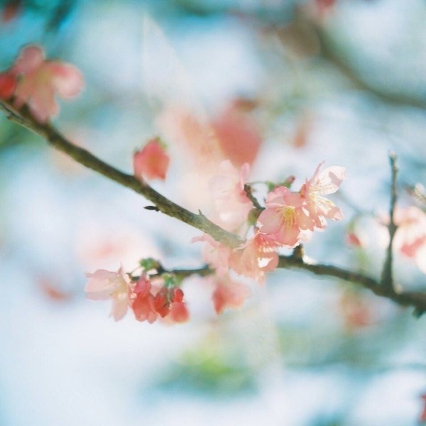 Учись у весны Расцветай