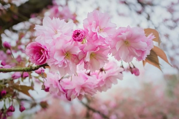 Бело розовые цветы