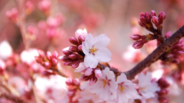 Весна у всех разная