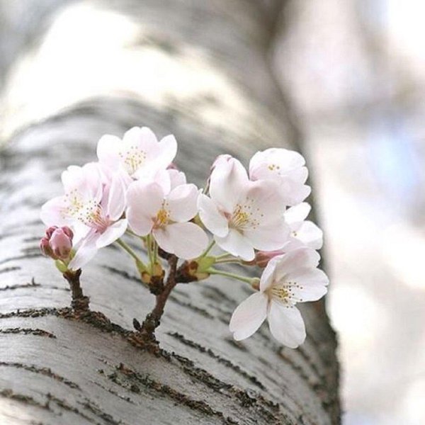 Красный цветок персика