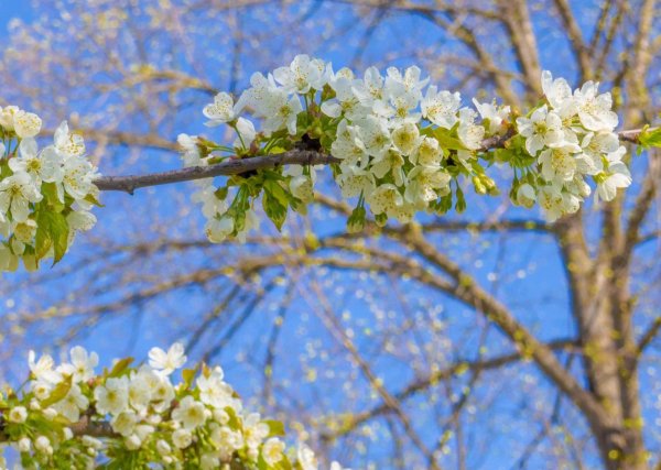 Красивая женщина Весна