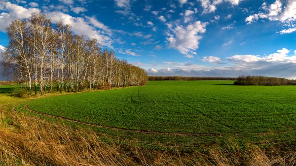 Поле ранней весной