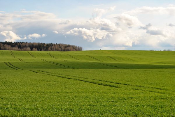 Поле весной