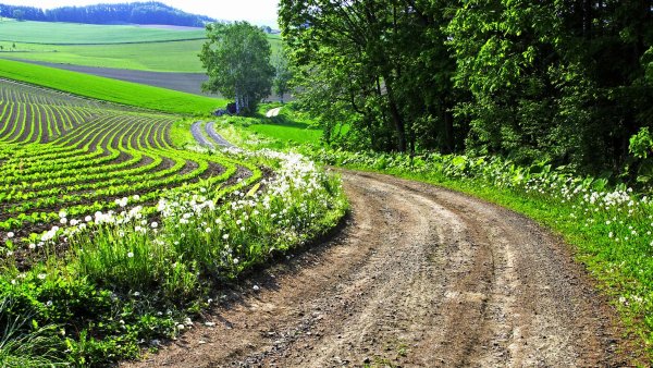 Трава вдоль дороги