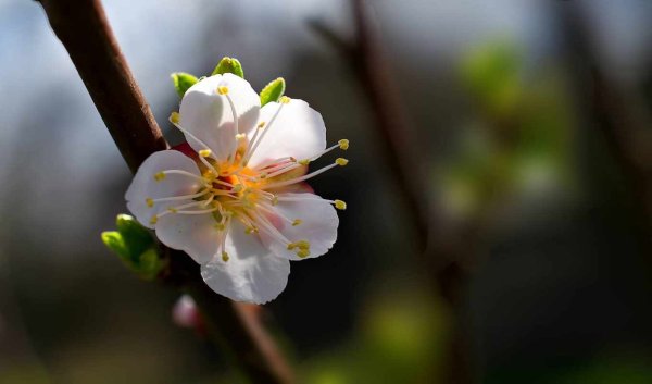 Распускаются цветы на деревьях