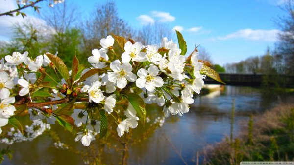 Поздняя Весна HD
