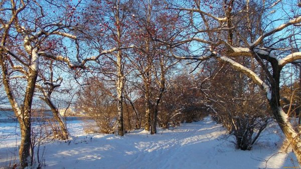 Ранняя Весна пейзаж