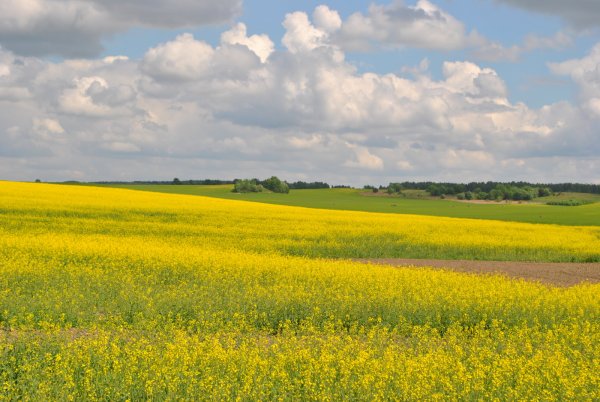 Алексей Бортников Весна пришла