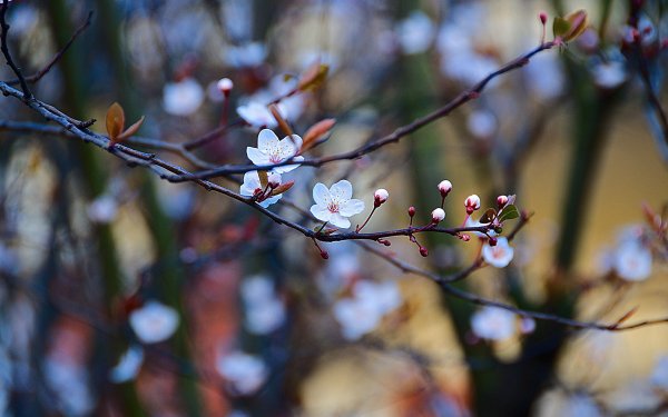 Весеннее настроение