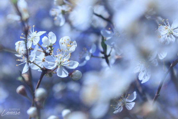 Голубая Весна