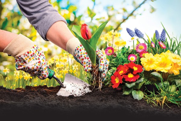 Посадка растений в саду