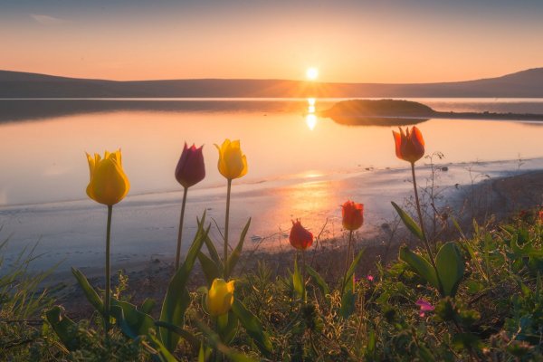 Мыс Опук тюльпаны