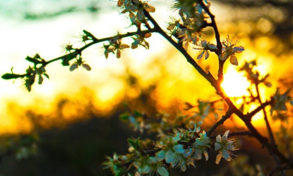 Рассвет весной