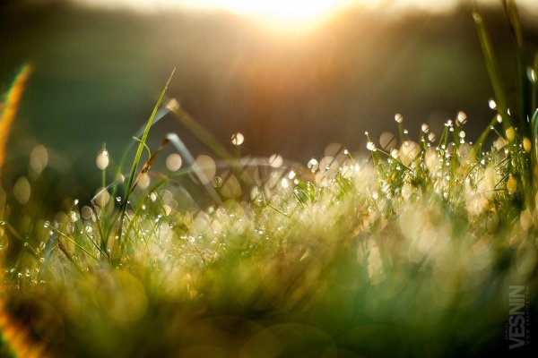 Майское утро