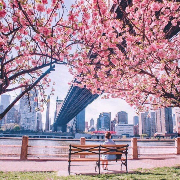 Нью Йорк централ парк Сакура