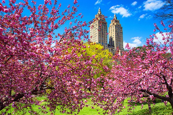 Нью Йорк централ парк Сакура