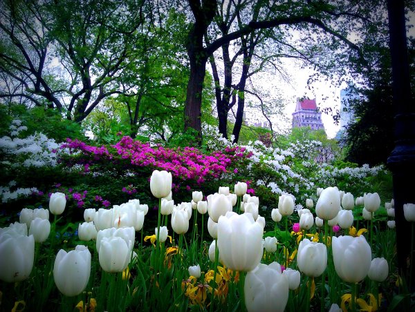 Весенний Центральный парк Нью-Йорк