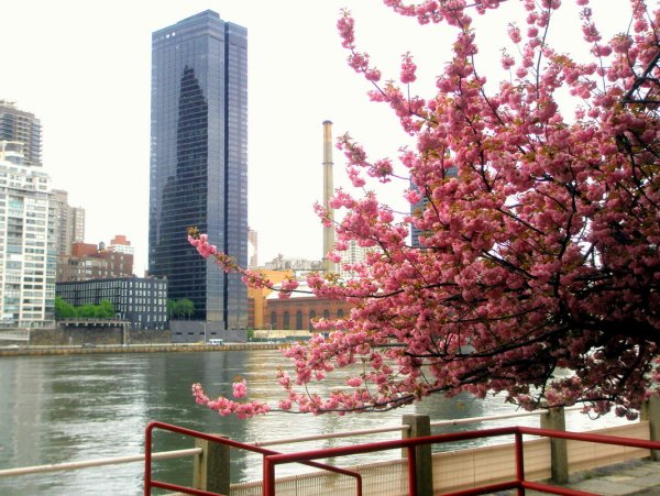 Магнолия в Нью-Йорке