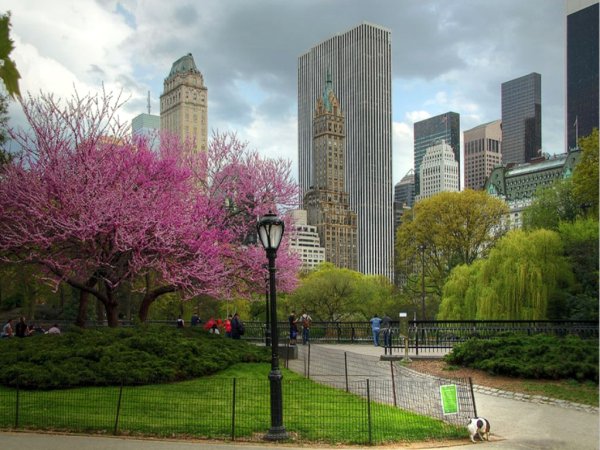Весна в Нью-Йорке Центральный парк