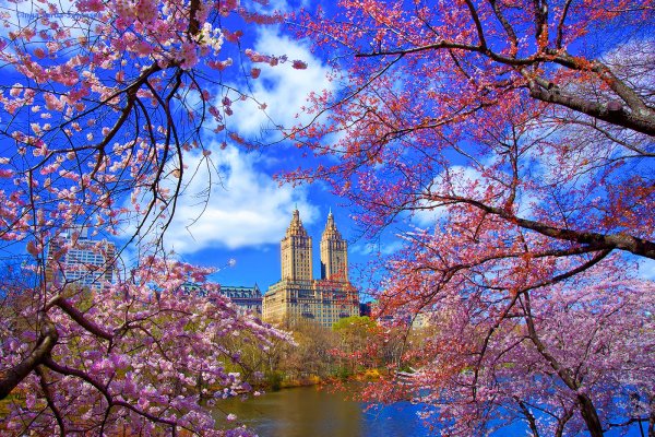 Цветущий Нью Йорк Центральный парк