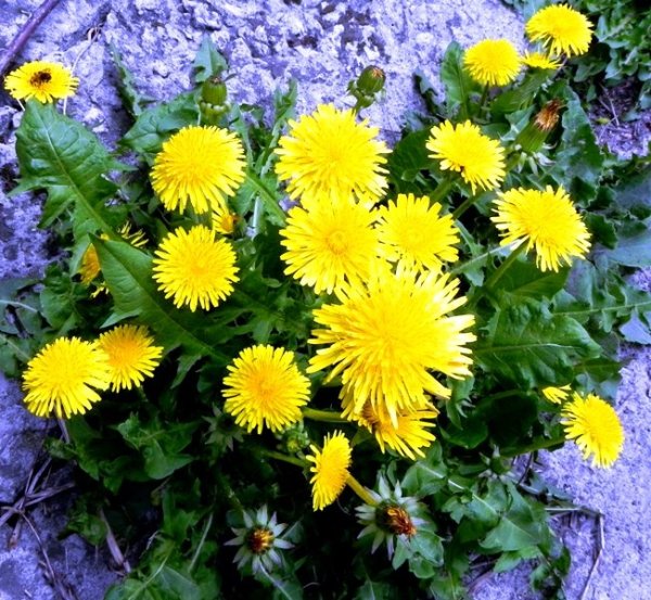 Одуванчик Куваева