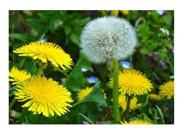 Первоцветы одуванчик