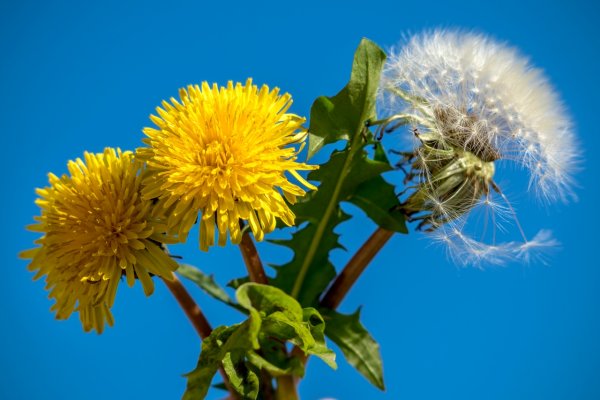 Одуванчик для дошкольников